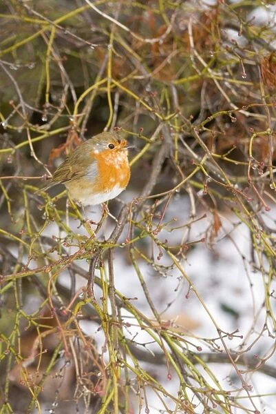 A robin in winter