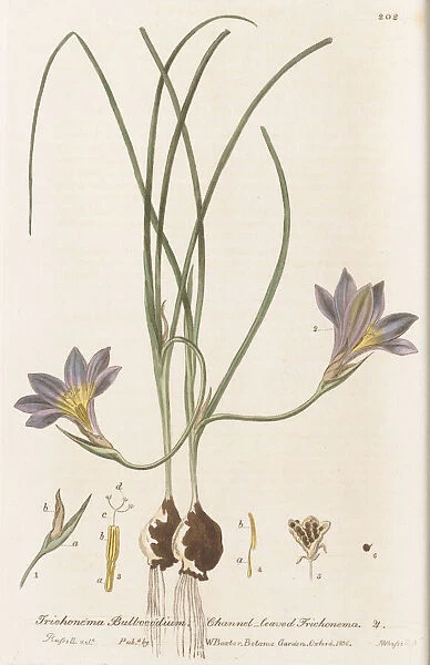 Romulea bulbocodium, 1834-1843