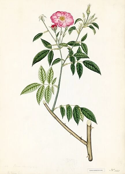 Rosa chinensis. Watercolour on paper. Hand painted copy of an illustration