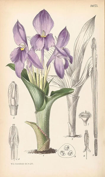 Roscoea humeana, 1824