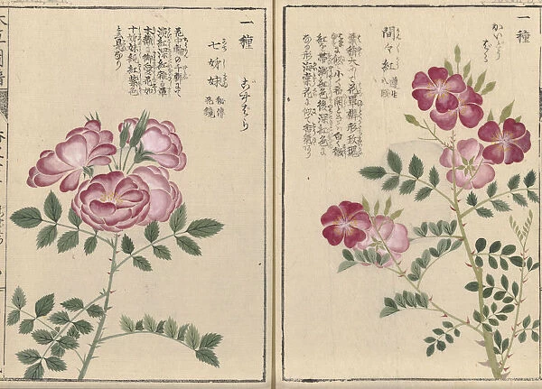 Roses (Rosa multiflora or Rosa polyantha), woodblock print and manuscript on paper, 1828
