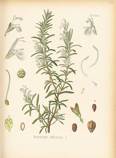 Rosmarinus officinalis, rosemary