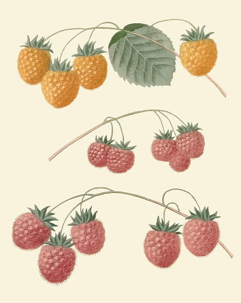 Rubus idaeus, 1817. Illustration of Rubus idaeus, commonly known as raspberry,