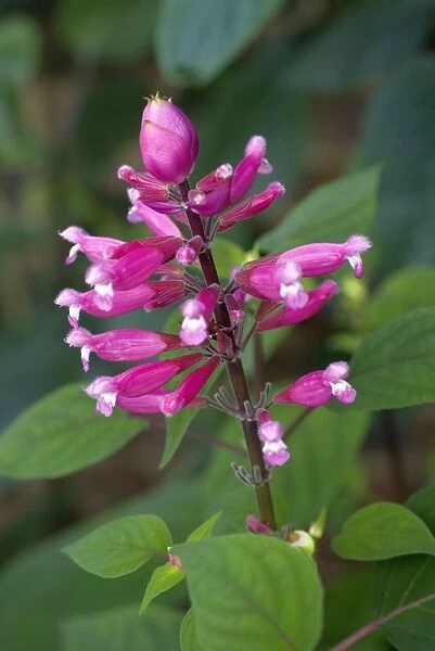 Salvia. pink flowers of a salvia