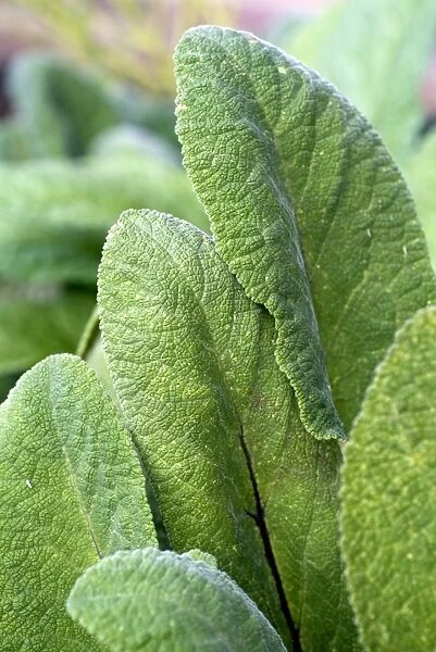 Salvia. salvia leaves