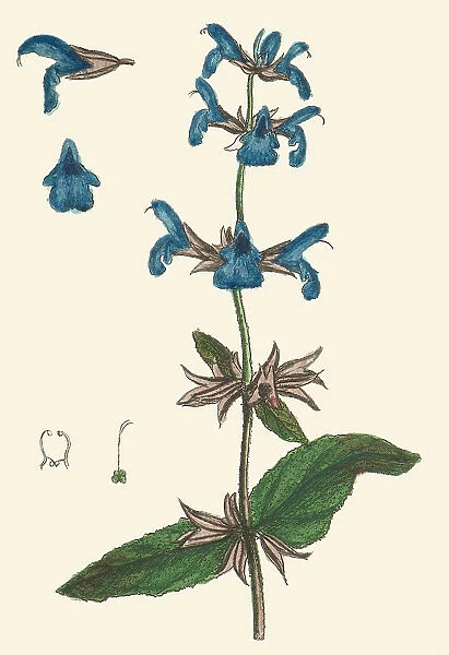 Salvia officinalis, 1776