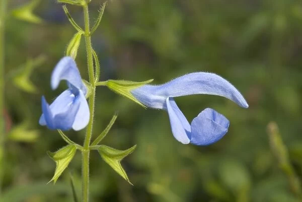 Salvia patens, Cambridge blue