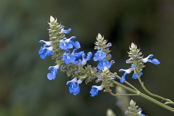 Salvia uliginosa. blue flowers of bog sage