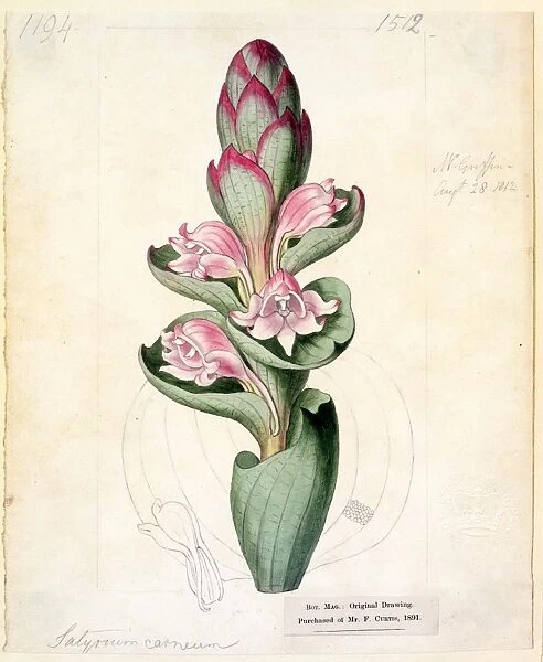Satyrium carneum, (Dryand.) Sims ( Great-flowered Cape Satyrium')