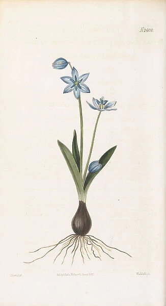 Scilla amoenula, 1823