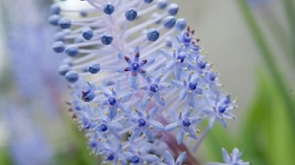 Scilla madeirensis. Hyacinthaceae family