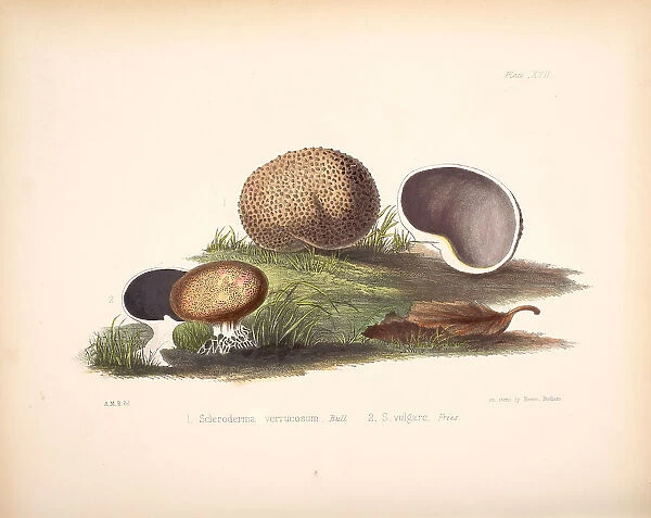 Scleroderma verrucosum, Scleroderma citrinum, 1847-1855