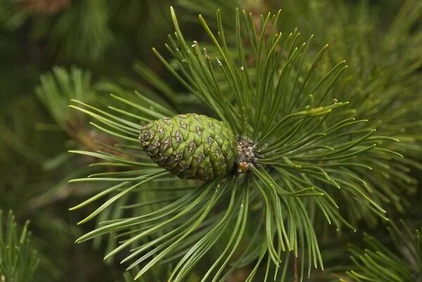 Scrub pine. PINACEAE, Pinus, mugo, 196324501