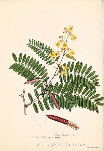 Senna glauca, R. Watercolour on paper, no date (late 18th, early 19th century)