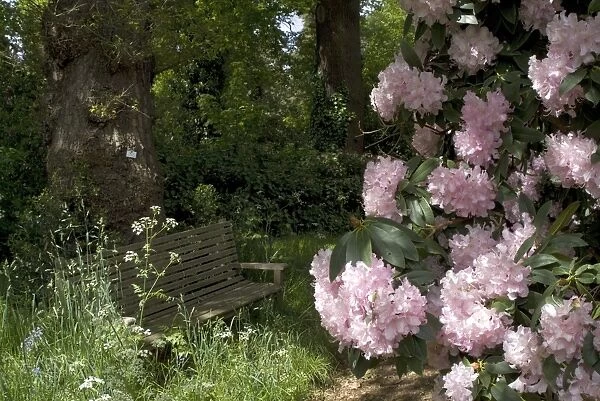 a shady seat. secluded bench by a rhodoendron