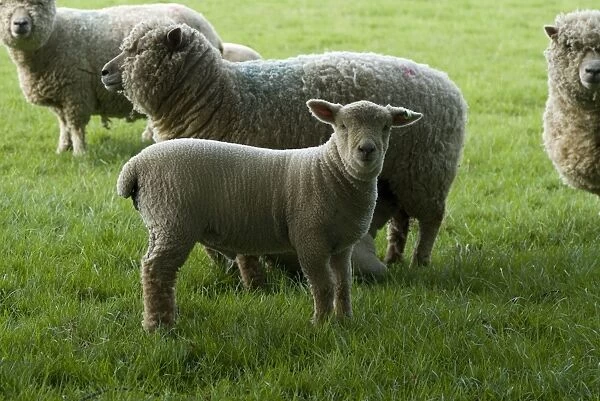 Sheep at Wakehurst Place