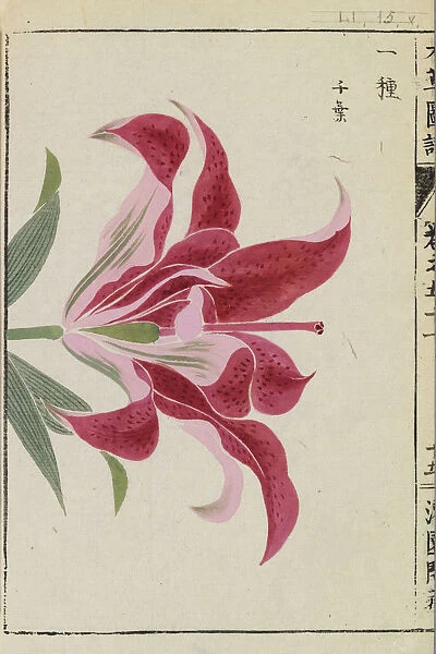 Siberian lily ( Lilium pensylvanicum Fulgens ), woodblock print and manuscript on paper, 1828