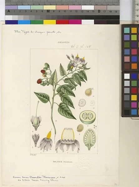 Solanum dulcamara. Botanic illustration of woody nightshade