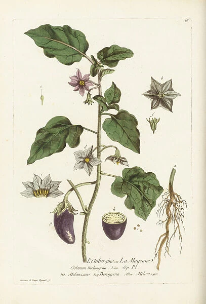 Solanum melongena, aubergine