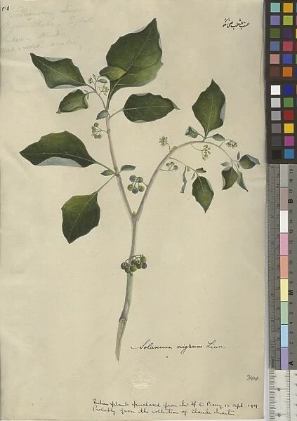 Solanum nigrum. Botanic illustration of black nightshade