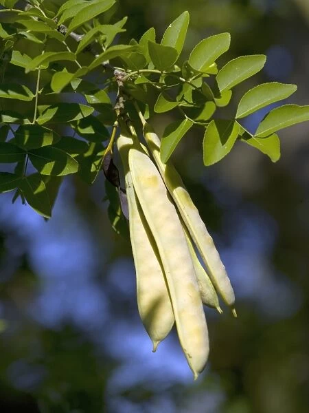 Sophora. sophora pods hanging from a branch