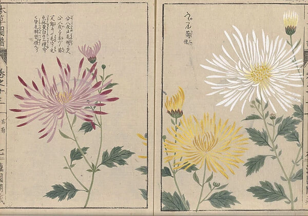 Spider Chrysanthemum (Chrysanthemum indicum), woodblock print and manuscript on paper, 1828