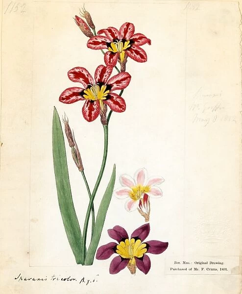 Spraxis tricolor (Schneev.) Ker Gawl. ( Three-coloured Spraxis )