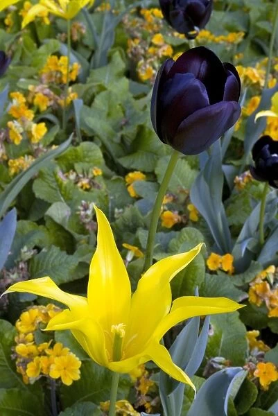 spring bulbs. yellow and black tulips