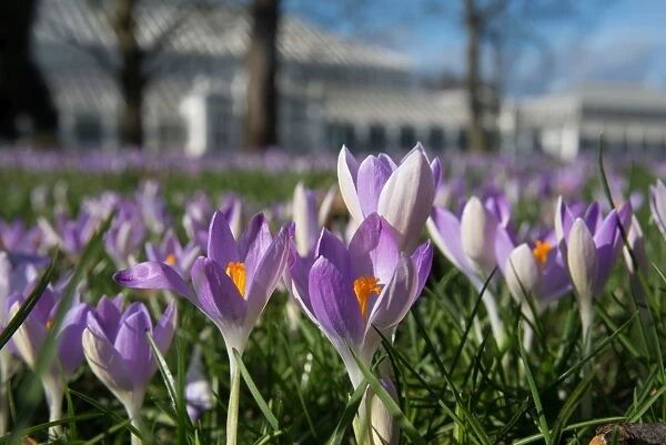 Spring Crocus in front of the Temperate House