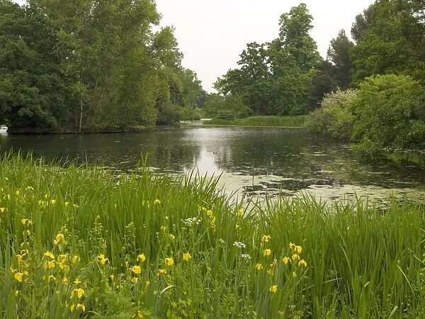 spring flowers beside the Lake