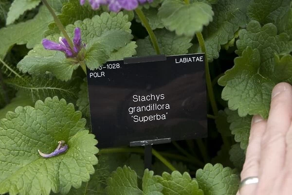 Stachys. LABIATE, Stachys, grandiflora, superba