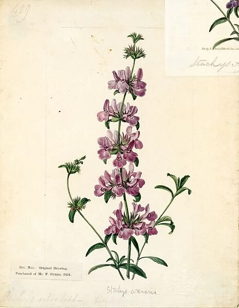 Stachys arenaria, Vahl (Purple-flowered Stachys)
