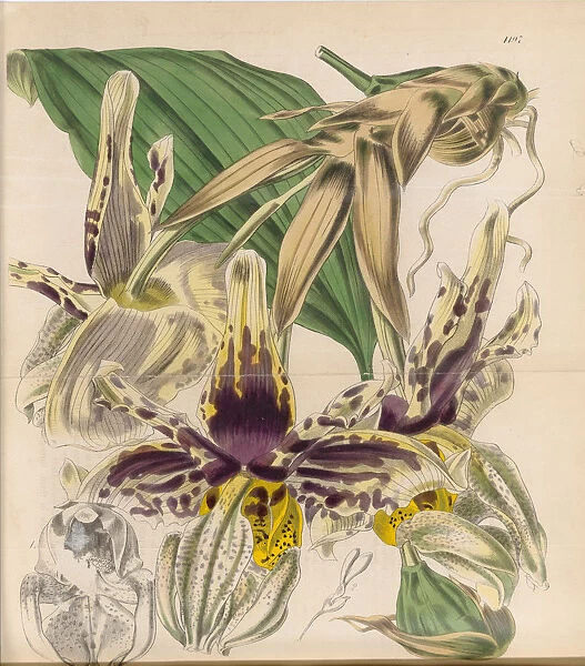 Stanhopea tigrina, 1845