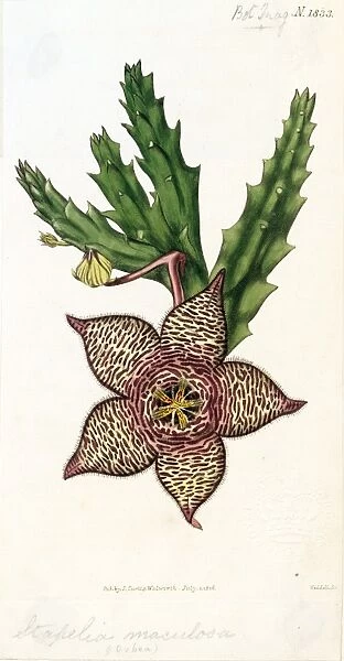 Stapelia Maculosa (Spotted-Flowered Stapelia), 1816