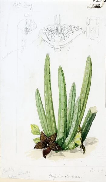 Stapelia olivacea, 1876