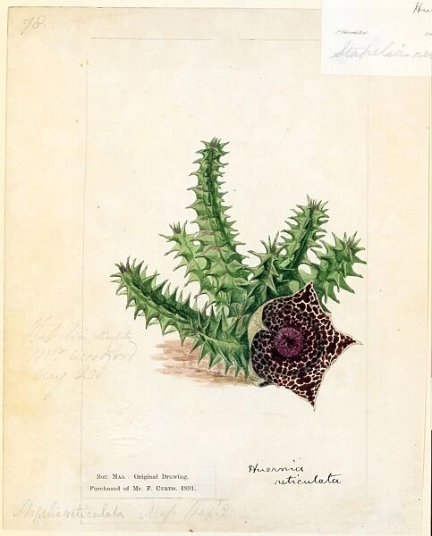 Stapelia reticulata, 1814