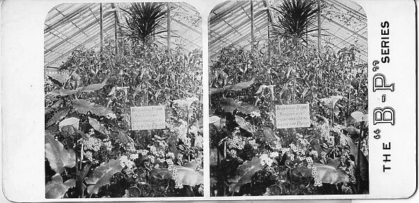 Stereograph, Royal Botanic Gardens Kew