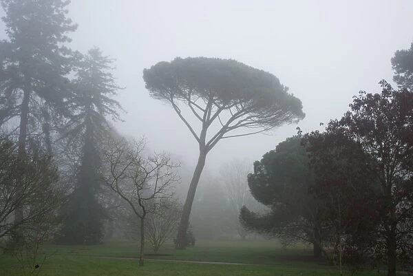 Stone Pine in the mist