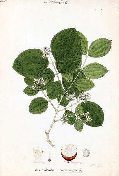 Strychnine Tree, Strychnos nux-vomica