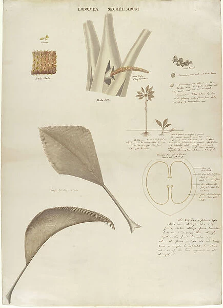 Study of Coco de Mer - Lodicea sechellarum