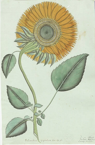 Sunflower (Helianthus annuus), 1867