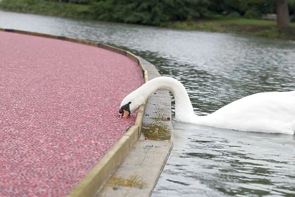 swan and cranberries