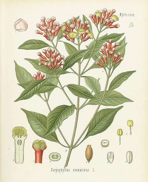 Syzygium aromaticum, 1890