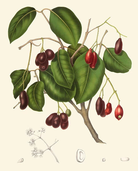 Syzygium cumini, 1863