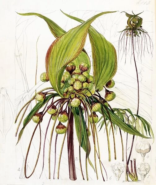 Tacca artocarpifolia, Seem