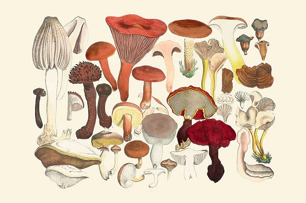 Tafeln 4, 1831-1846. Illustration of fungi, Tafeln 4