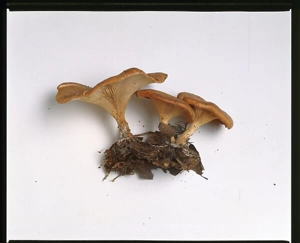 tawny funnel cap. Kew B2B Plants and Fungi: Fungi