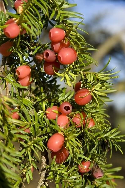 Taxus baccata. red berries of Taxus baccata, common yew