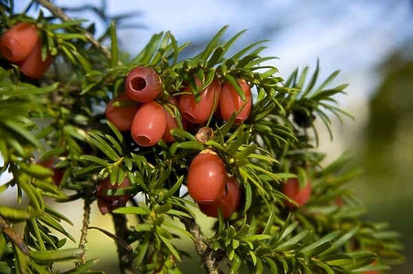 Taxus baccata. TAXACEAE, Taxus baccata, common yew, red berries