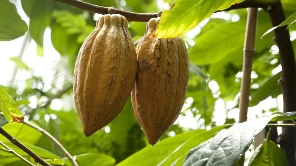 Theobroma cacao pods